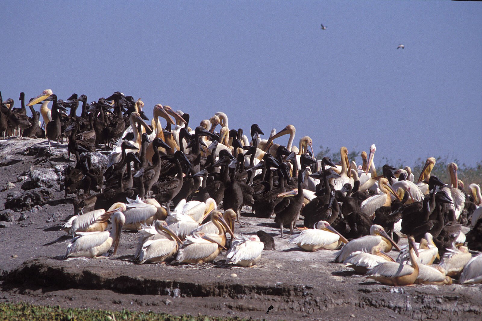 Pélicans du Parc National du Djoudj