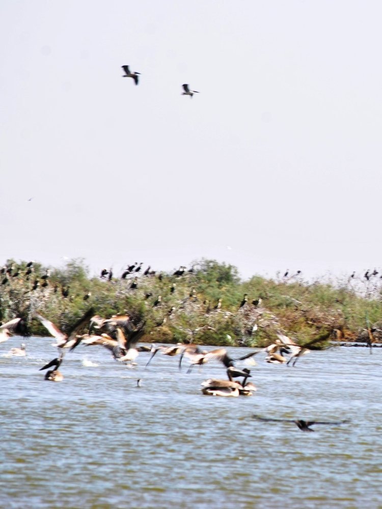 Pelicans and cormorants in the park
