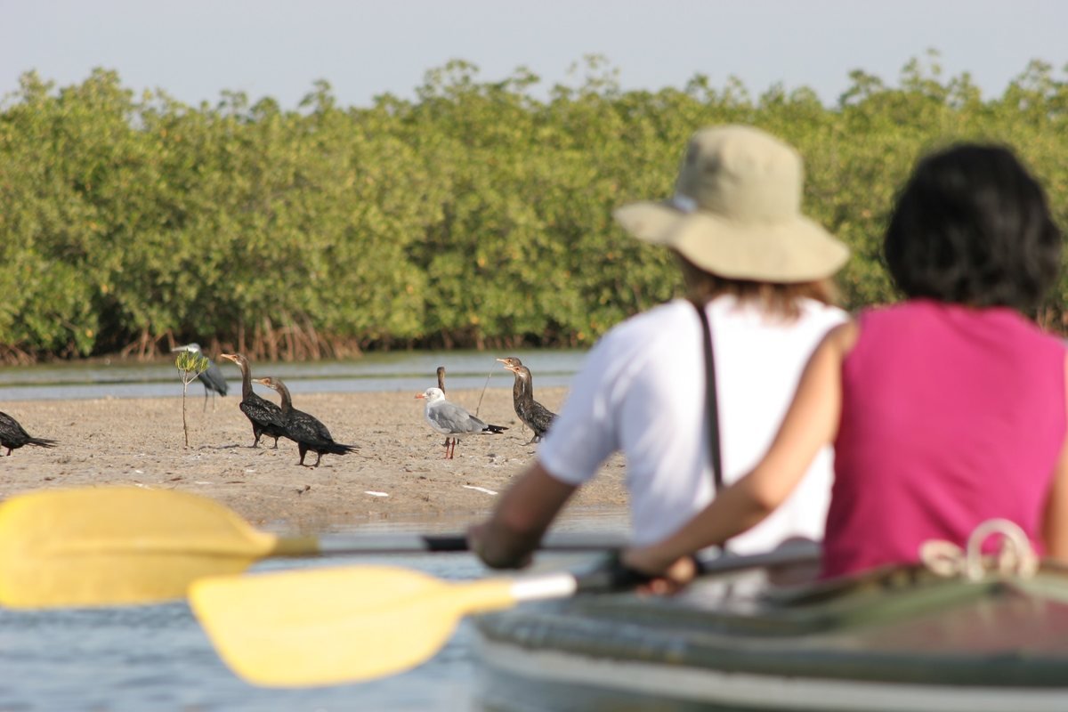 Cormorants, a gull and a heron on a mangrove sandbank